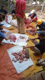 PERAYAAN HARI RAYA IDUL ADHA 1445 H DI KALURAHAN BOTODAYAAN 19 SAPI DAN 99 KAMBING DI SEMBELIH 